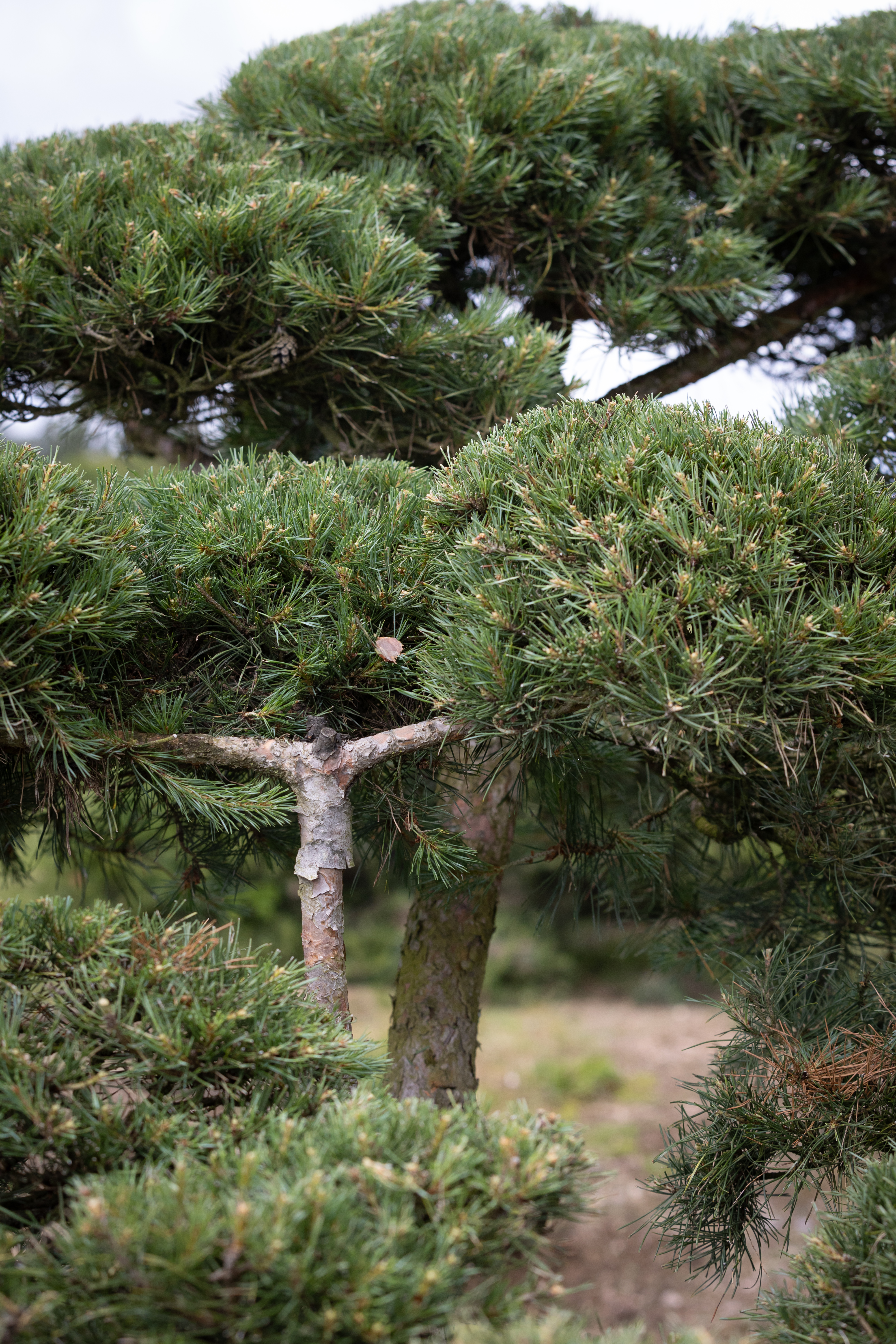 Pinus sylvestris Windflüchter Bonsai 